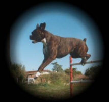 India Agility Training Again