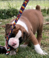 Puppy Day Care at Ronin Boxers
