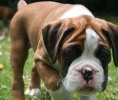 Boxer Puppy Recall Training