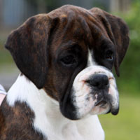 Boxer puppies - 12 weeks old.