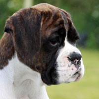 Boxer puppies - 12 weeks old.