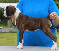 Boxer puppies - 12 weeks old.