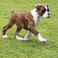 Boxer puppies - 9 weeks old.