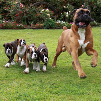 Boxer puppies - 9 weeks old.