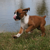 Boxer puppies - 9 weeks old.