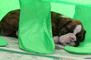 Boxer puppies - 5 weeks old.