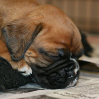 Boxer puppies - 5 weeks old.