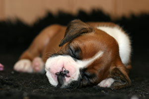 Boxer puppies - 5 weeks old.
