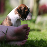 Boxer puppies - 6 weeks old.