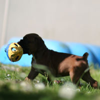 Boxer puppies - 6 weeks old.