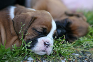 Boxer puppies - 6 weeks old.