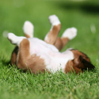 Boxer puppies - 6 weeks old.