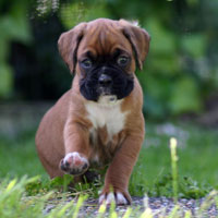 Boxer puppies - 6 weeks old.