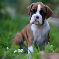 Boxer puppies - 6 weeks old.