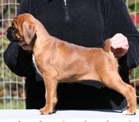 Boxer puppies - Bitch One, 7 weeks old.