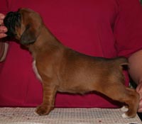 Boxer puppies - Bitch One, 26 days old.