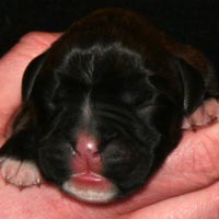 Boxer puppies - Bitch Two, one day old.