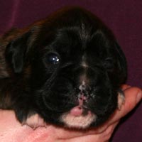 Boxer puppies - Bitch Two, 15 days old.