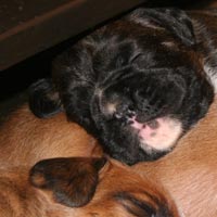 Boxer puppies - Bitch Two, 19 days old.