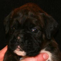 Boxer puppies - Bitch Two, 26 days old.