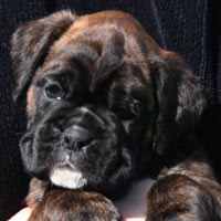 Boxer puppies - Bitch Two, 36 days old.