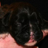 Boxer puppies - Bitch Two, nine days old.