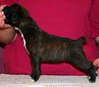 Boxer puppies - Bitch Two, 26 days old.