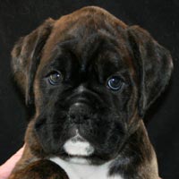Boxer puppies - Bitch Two, 6 weeks old.