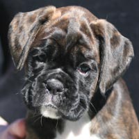 Boxer puppies - Bitch Two, 7 weeks old.