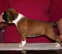Boxer puppies - Bitch Three, 26 days old.