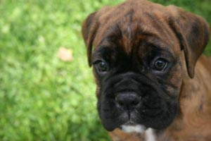 Boxer puppies - Bitch 3, 4 weeks old.