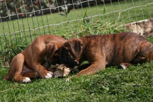Boxer puppies - Dog Four, 31 days old.