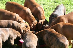 Boxer puppies - Dog Two, 7 weeks old.