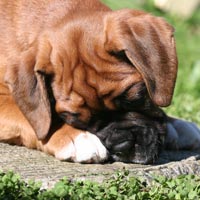 Boxer puppies - Dog One, 7 weeks old.