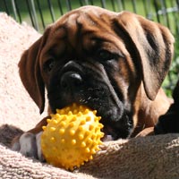 Boxer puppies - Dog Four.