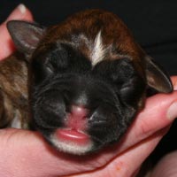 Boxer puppies - Dog One, one day old.