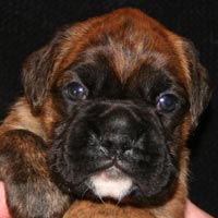 Boxer puppies - Dog One, 26 days old.