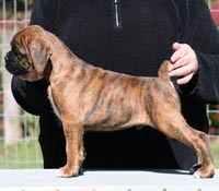 Boxer puppies - Dog One, 7 weeks old.