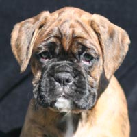 Boxer puppies - Dog One, 7 weeks old.