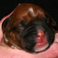 Boxer puppies - Dog Two, one day old.
