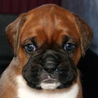Boxer puppies - Dog Two, 30 days old.