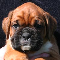 Boxer puppies - Dog Two, 36 days old.