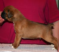 Boxer puppies - Dog Two, 26 days old.
