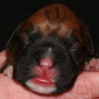 Boxer puppies - Dog Three, one day old.