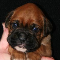 Boxer puppies - Dog Four, 21 days old.