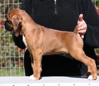 Boxer puppies - Dog Four, 7 weeks old.