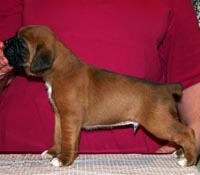 Boxer puppies - Dog Four, 26 days old.