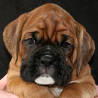 Boxer puppies - Dog Four, 6 weeks old.