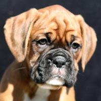 Boxer puppies - Dog Four, 7 weeks old.