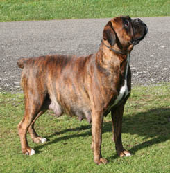 Sooty the pregnant boxer.